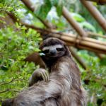 Blushy Sloth