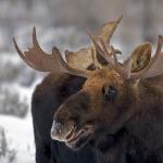 moose face funny