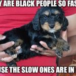 Racist Puppy | WHY ARE BLACK PEOPLE SO FAST? CAUSE THE SLOW ONES ARE IN JAIL | image tagged in racist puppy,memes | made w/ Imgflip meme maker