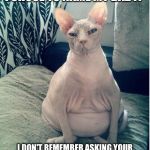 Heavily pregnant cat | YOU DON'T LIKE WHAT I CHOSE TO NAME MY BABY? I DON'T REMEMBER ASKING YOUR OPINION. ARE YOU PLANNING ON PUSHING THIS THING OUT AND RAISING IT | image tagged in heavily pregnant cat | made w/ Imgflip meme maker