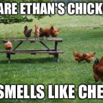 Free Range Chickens | WE ARE ETHAN'S CHICKENS HE SMELLS LIKE CHEESE | image tagged in free range chickens | made w/ Imgflip meme maker
