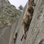 goats | WE'VE GOAT OURSELVES A CLIFFHANGER | image tagged in goats | made w/ Imgflip meme maker