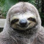 Rape Sloth