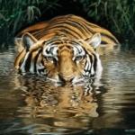 Tiger in Water