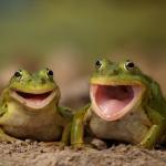 two happy frogs  meme