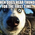 My dog.... | WHEN DOGS HEAR THUNDER FOR THE FIRST TIME.... | image tagged in scared dog,thunder,memes | made w/ Imgflip meme maker