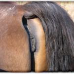 horses ass