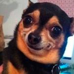 cachorro_meme