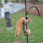 Squirrel NUTs 
