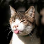 Tongue out cat