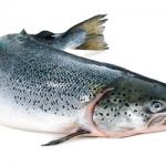 salmon meme