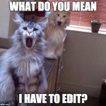 ShockedCats | WHAT DO YOU MEAN I HAVE TO EDIT? | image tagged in shockedcats | made w/ Imgflip meme maker