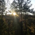 Woods 1