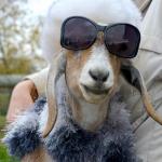 goat with shades 