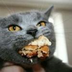 Cat-eating meme