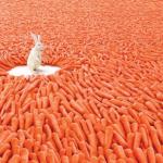 Carrots!!! meme
