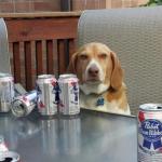 Beerdog