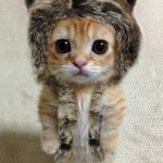 cute kitty likes metal | HAI THERE I LIKE SLIPKNOT | image tagged in cute kitty likes metal | made w/ Imgflip meme maker