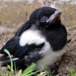 Magpie baby funny meme 