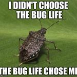 Stink bug | I DIDN'T CHOOSE THE BUG LIFE THE BUG LIFE CHOSE ME | image tagged in stink bug | made w/ Imgflip meme maker