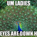 Peacock | UM LADIES MY EYES ARE DOWN HERE | image tagged in peacock | made w/ Imgflip meme maker