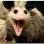 opossum meme
