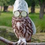 relax owl