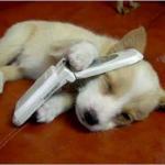 DogPhone meme