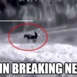TO THE NEWS AND... | AND IN BREAKING NEWS... | image tagged in goat,news,breaking news | made w/ Imgflip meme maker