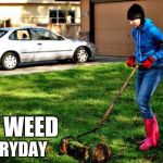 grass cut | CUT WEED EVERYDAY | image tagged in grass cut | made w/ Imgflip meme maker