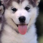 siberian husky loves this thread | TOO CUTE NOTHING ELSE MATTERS | image tagged in siberian husky loves this thread | made w/ Imgflip meme maker