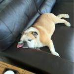 Bulldog sleeping on couch meme