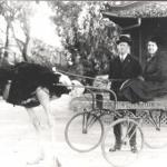 Ostrich carriage