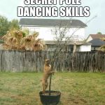 BUSTED! | SECRET POLE DANCING SKILLS | image tagged in memes,pole dancer,funny dog,busted | made w/ Imgflip meme maker