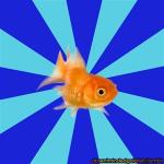 Absentminded Goldfish meme
