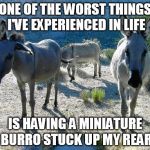 Three Burros | ONE OF THE WORST THINGS I'VE EXPERIENCED IN LIFE IS HAVING A MINIATURE BURRO STUCK UP MY REAR | image tagged in three burros | made w/ Imgflip meme maker