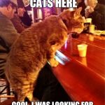cat bar drinking | WE DON'T SERVE CATS HERE COOL..I WAS LOOKING FOR A SHOT AND A BEER ANYWAY. | image tagged in cat bar drinking | made w/ Imgflip meme maker