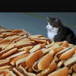 Cat hotdogs meme