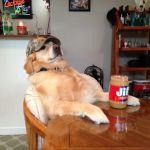 Redneck Retriever | REDNECK RETRIEVER APPROVES | image tagged in redneck retriever | made w/ Imgflip meme maker