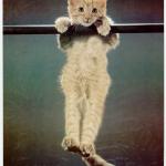 Hang In There Pussy