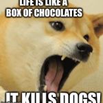 angry doge | LIFE IS LIKE A BOX OF CHOCOLATES IT KILLS DOGS! | image tagged in angry doge | made w/ Imgflip meme maker