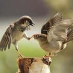 Birds shut up