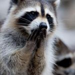 I Can't Tell | Really? *Huff* *Huff* Dude stop, I don't have garbage breath. | image tagged in surprised raccoon,bad breath | made w/ Imgflip meme maker