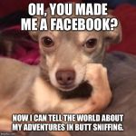 CondescendingChihuahua | OH, YOU MADE ME A FACEBOOK? NOW I CAN TELL THE WORLD ABOUT MY ADVENTURES IN BUTT SNIFFING. | image tagged in condescendingchihuahua | made w/ Imgflip meme maker