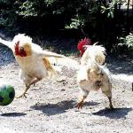 cock soccer meme