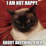 Angry Cat | I AM NOT HAPPY. ABOUT ANYTHING. EVER. | image tagged in angry cat | made w/ Imgflip meme maker