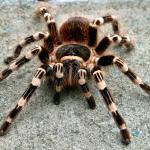 Attractive spider