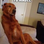 Down to Business Dog | SO I SAYS TO MABEL, I SAYS | image tagged in down to business dog | made w/ Imgflip meme maker