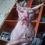 hairless cat in make-up