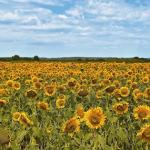 Machenbach sunflower fields